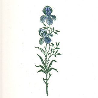 Iris (Schwertlilie)