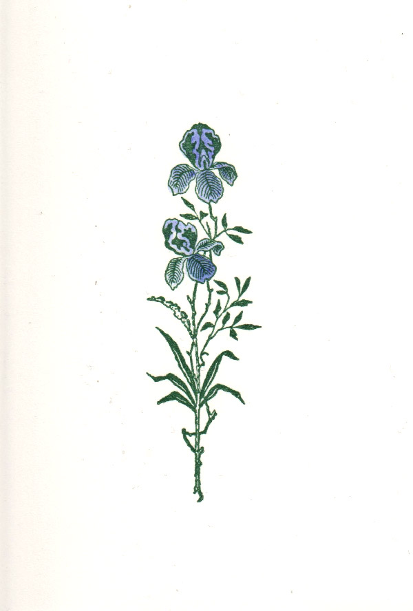 Iris (Schwertlilie)