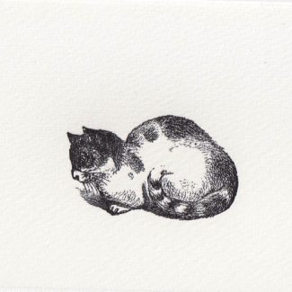 Katze